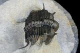 Spiny Cyphaspides Ammari Trilobite - Rare Species #179902-4